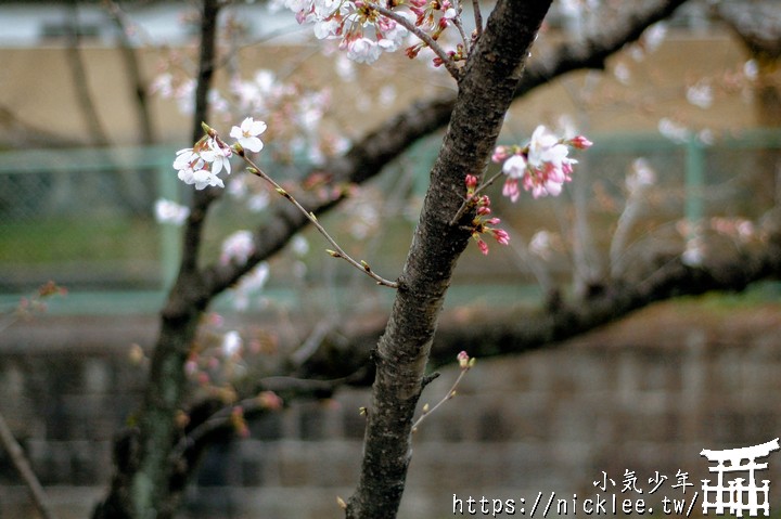 【京都賞櫻景點】蹴上傾斜鐵道櫻花-不小心遇見的櫻花景點,相距16年的賞櫻記錄