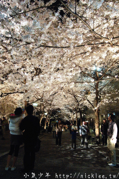 2024關西夜櫻資訊-京阪神奈的夜櫻情報-推薦京都市區內的免費夜櫻景點(3/5更新)