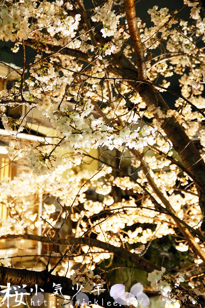高瀨川夜櫻-花況極佳但極少遊客的京都賞櫻名所