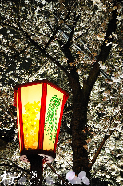 高瀨川夜櫻-花況極佳但極少遊客的京都賞櫻名所