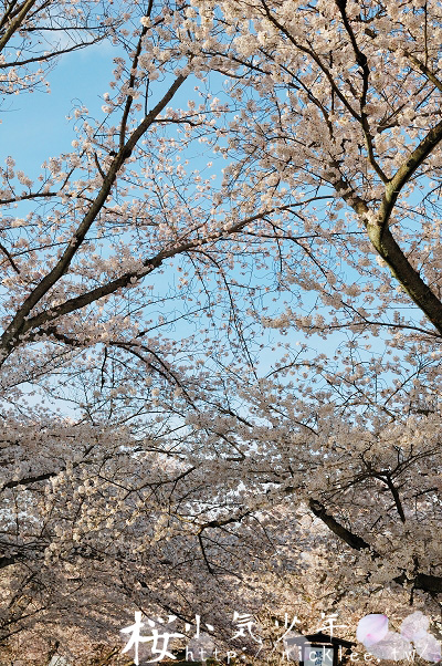 醍醐寺櫻花-京都賞櫻的早開櫻花景點