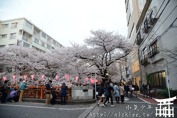 目黑川夜櫻-東京夜櫻第一推薦-3.8公里長的櫻花隧道，不少攤販聚集，這就是櫻花祭的味道