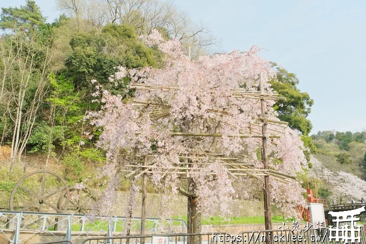 【京都賞櫻景點】蹴上傾斜鐵道櫻花-不小心遇見的櫻花景點,相距16年的賞櫻記錄