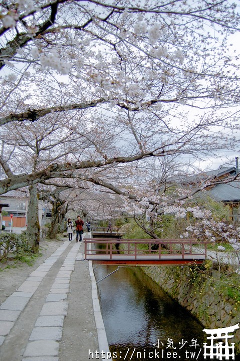 哲學之道-京都賞櫻第一名的景點