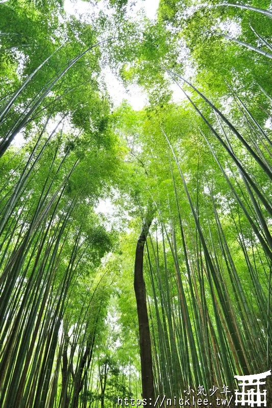 京都嵐山景點-嵐山竹林(嵯峨野竹林,竹林小徑)與祈求良緣與學業成就的野宮神社