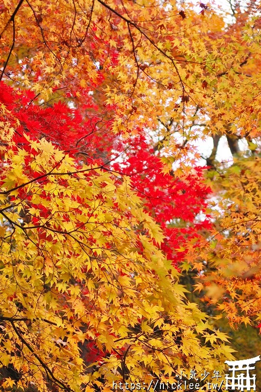 京都賞楓景點-永觀堂禪林寺-白天晚上都好看-秋天楓紅超好拍