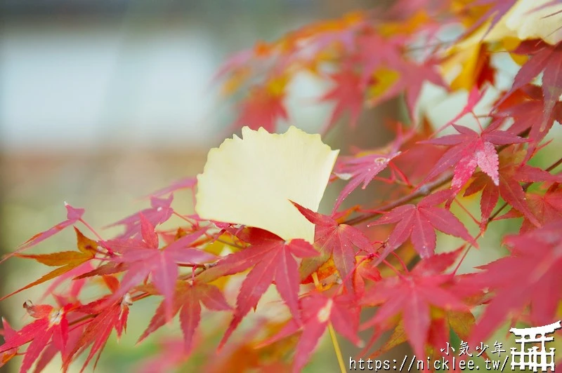 京都賞楓景點-永觀堂禪林寺-白天晚上都好看-秋天楓紅超好拍