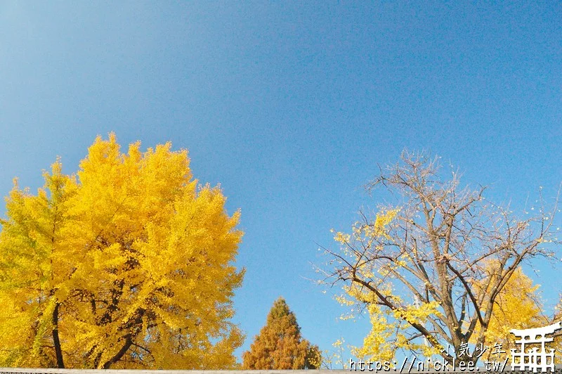 京都景點-東本願寺前的銀杏林-每年11月中旬就會變成一片金黃色樹林