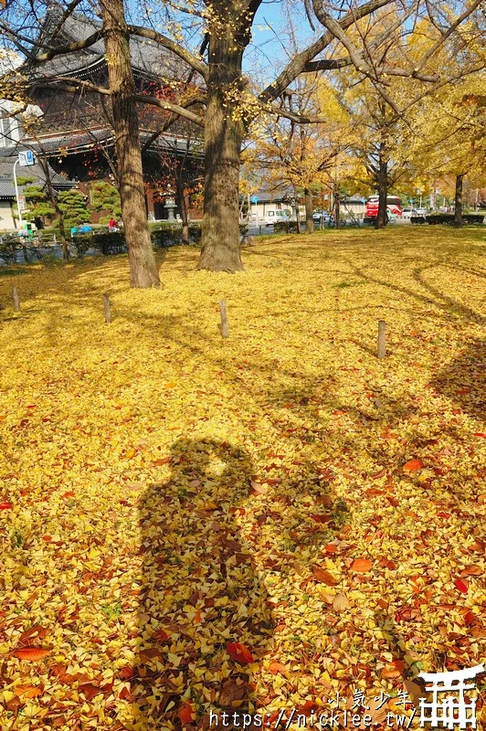 京都景點-東本願寺前的銀杏林-每年11月中旬就會變成一片金黃色樹林
