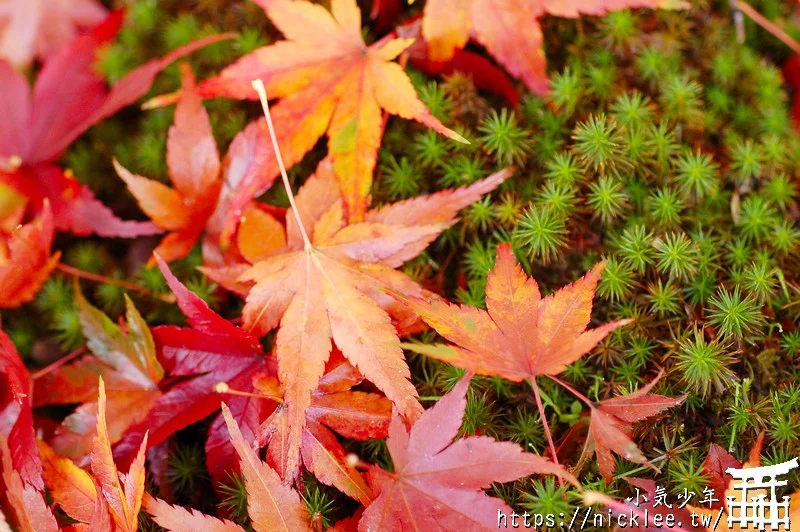 京都賞楓第一名-東福寺-通天橋紅葉必看