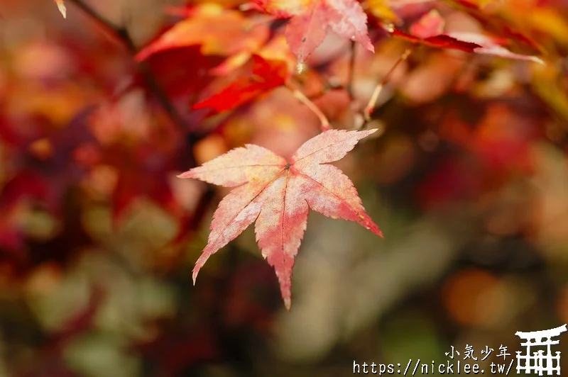 京都賞楓第一名-東福寺-通天橋紅葉必看