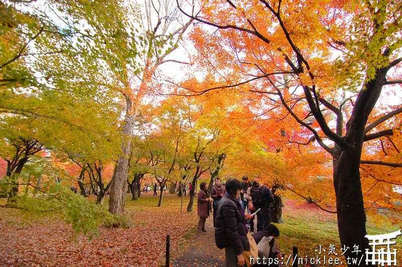 京都賞楓第一名-東福寺-通天橋紅葉必看