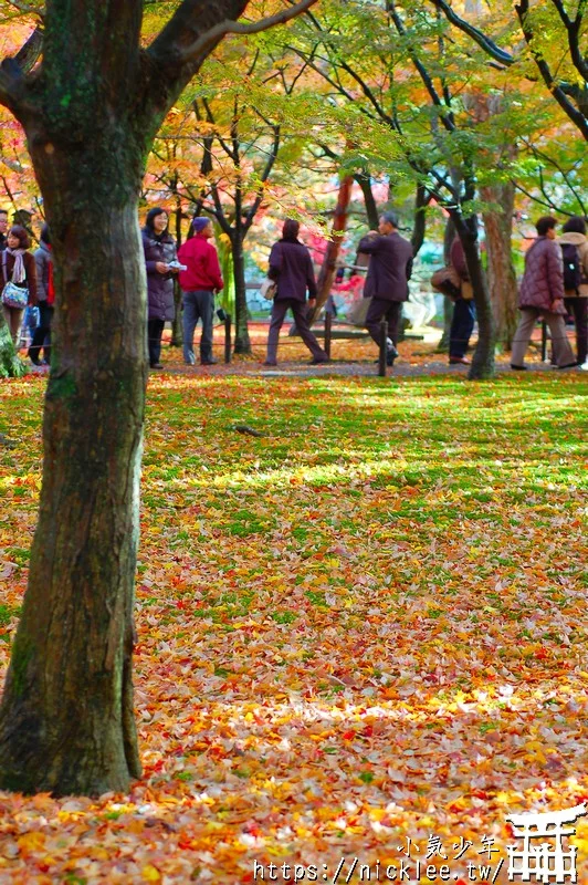 京都賞楓第一名-東福寺-通天橋紅葉必看