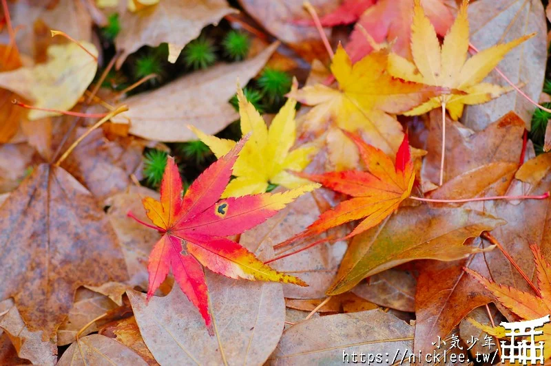 京都賞楓第一名-東福寺-通天橋紅葉必看