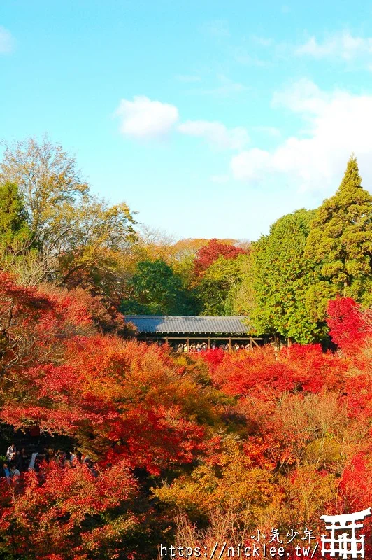 京都賞楓第一名-東福寺-通天橋紅葉必看