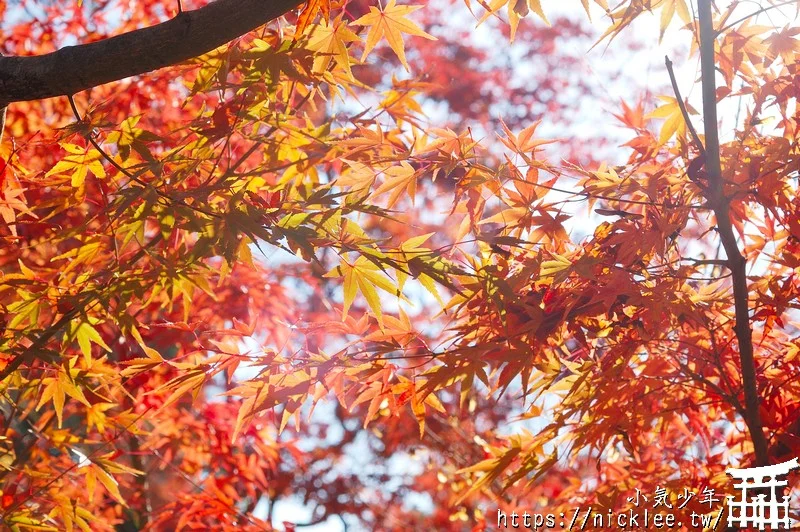 京都賞楓第一名-東福寺-通天橋紅葉必看