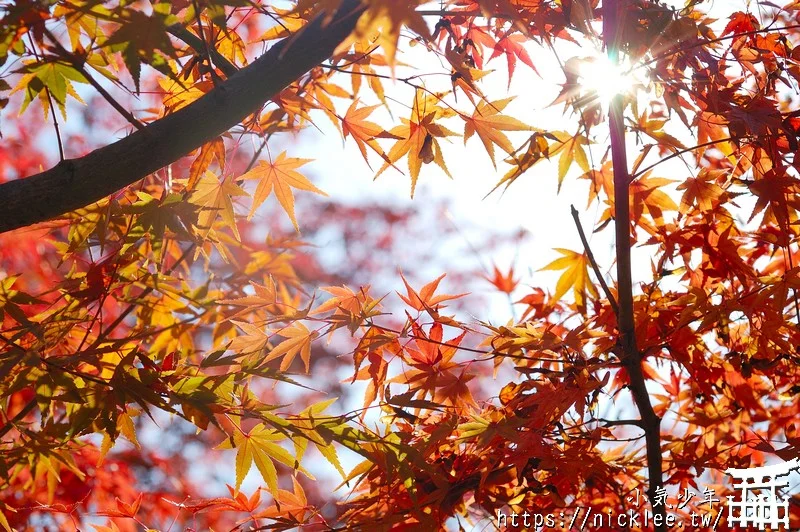 京都賞楓第一名-東福寺-通天橋紅葉必看