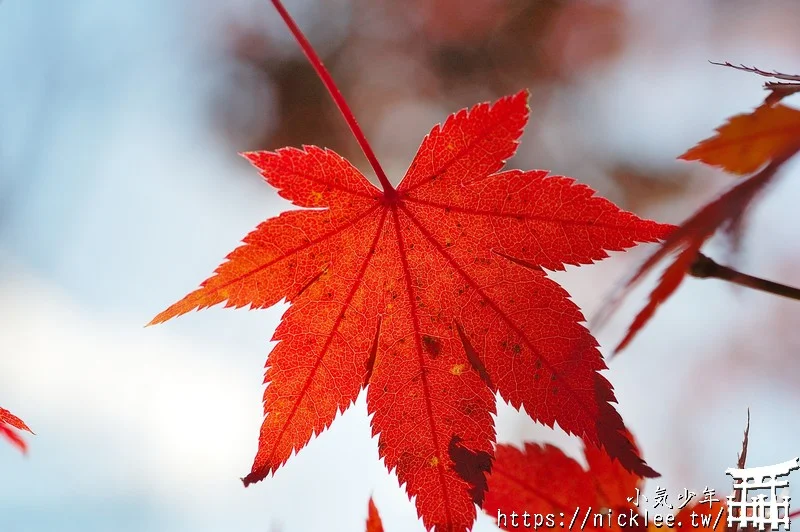 京都賞楓第一名-東福寺-通天橋紅葉必看