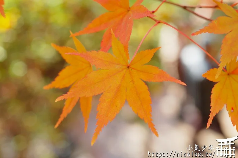 京都賞楓第一名-東福寺-通天橋紅葉必看