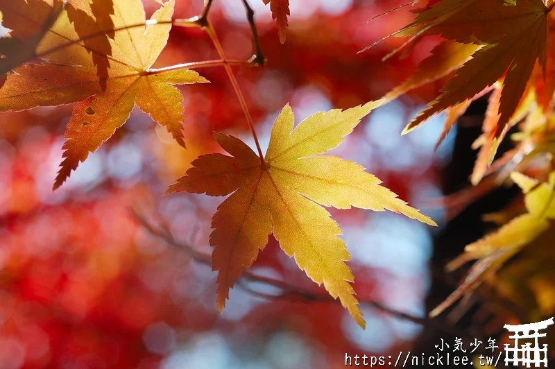 京都賞楓第一名-東福寺-通天橋紅葉必看