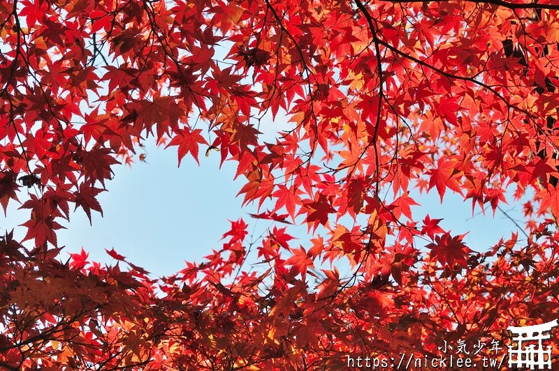 京都賞楓第一名-東福寺-通天橋紅葉必看