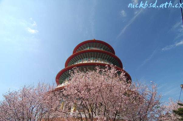 北台灣的賞櫻景點-淡水天元宮