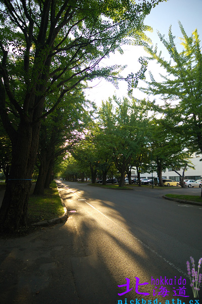 【北海道】夏天的北海道大學亂遊