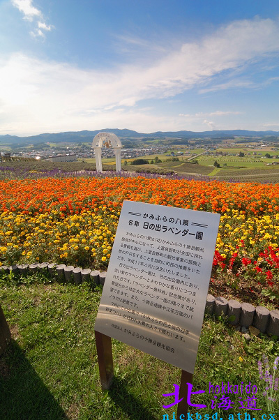 【北海道】日本薰衣草的發源地-日之出公園