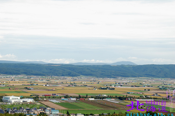 【北海道】1萬5000坪的薰衣草花海-彩香之里與北星山薰衣草園