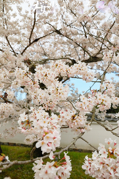 京都賞櫻-醍醐寺前的櫻花