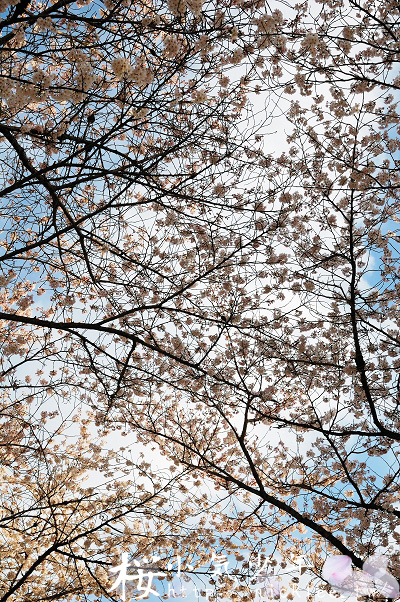 京都賞櫻-醍醐寺前的櫻花
