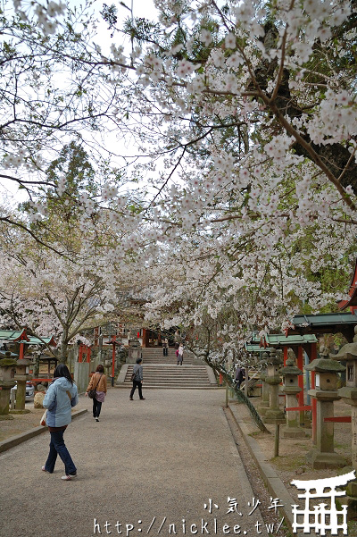 奈良賞櫻-冰室神社的奈良一番櫻