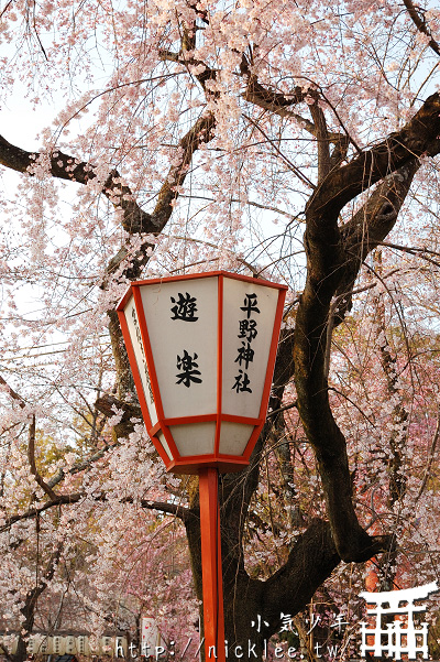 平野神社賞櫻花