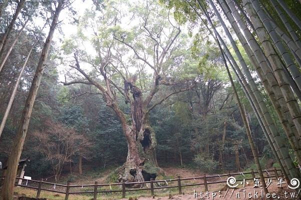 【佐賀縣】武雄神社與三千年大楠樹
