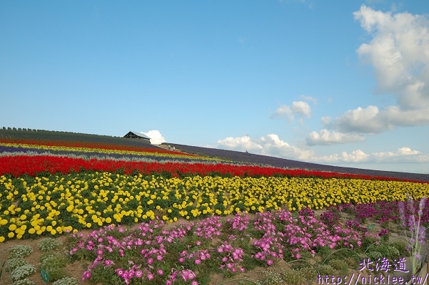 【北海道】上富良野町的薰衣草花園-菅野農場