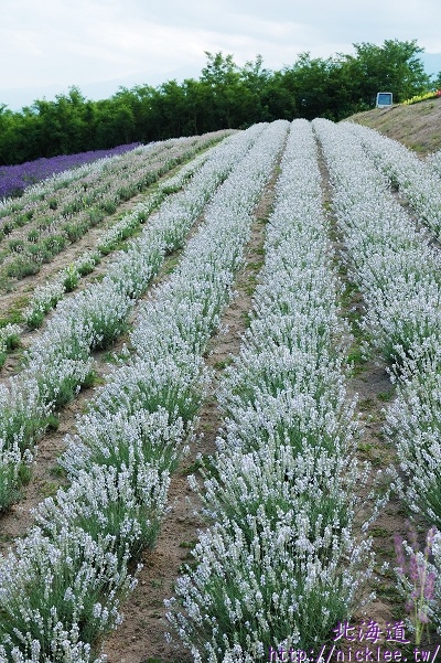 【北海道】有白色薰衣草的彩香之里