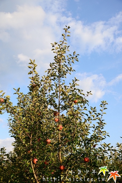 【山形縣】王將果樹園-採蘋果體驗