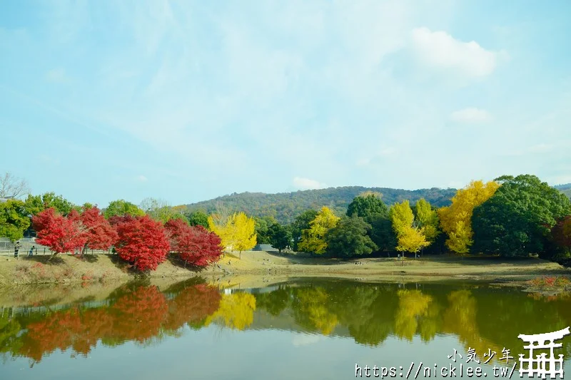 【奈良賞楓祕境】東大寺大佛池-鮮為人知的賞楓銀杏景點,可以拍小鹿與銀杏和楓葉的景點