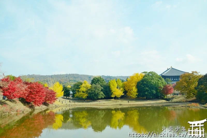 【奈良賞楓祕境】東大寺大佛池-鮮為人知的賞楓銀杏景點,可以拍小鹿與銀杏和楓葉的景點