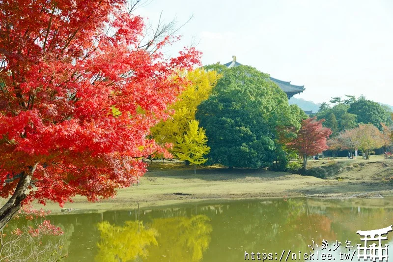 【奈良賞楓祕境】東大寺大佛池-鮮為人知的賞楓銀杏景點,可以拍小鹿與銀杏和楓葉的景點