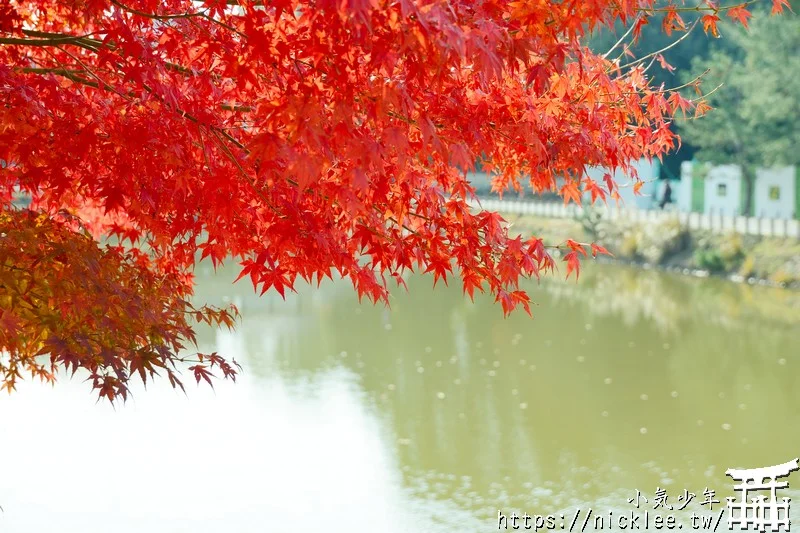 【奈良賞楓祕境】東大寺大佛池-鮮為人知的賞楓銀杏景點,可以拍小鹿與銀杏和楓葉的景點