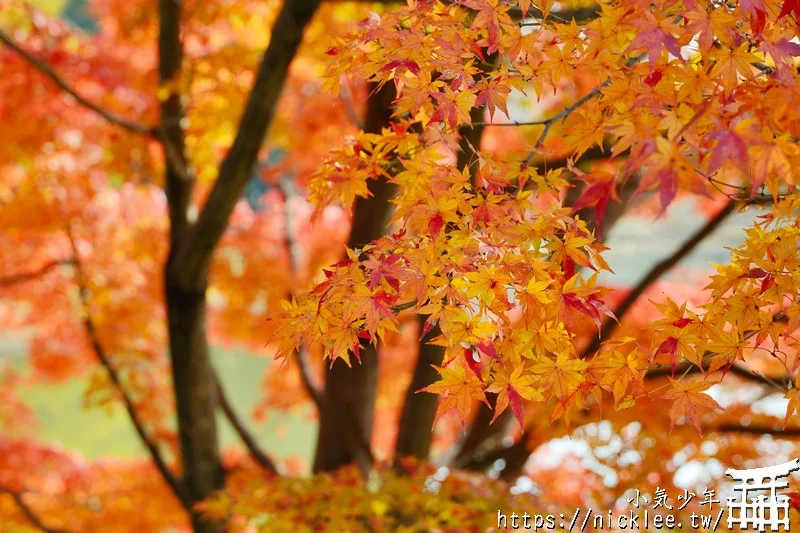 【奈良賞楓祕境】東大寺大佛池-鮮為人知的賞楓銀杏景點,可以拍小鹿與銀杏和楓葉的景點