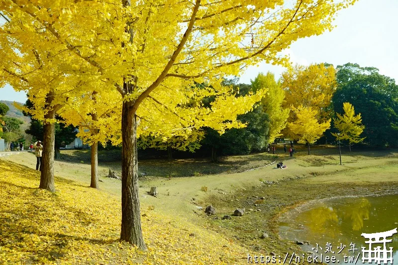 【奈良賞楓祕境】東大寺大佛池-鮮為人知的賞楓銀杏景點,可以拍小鹿與銀杏和楓葉的景點