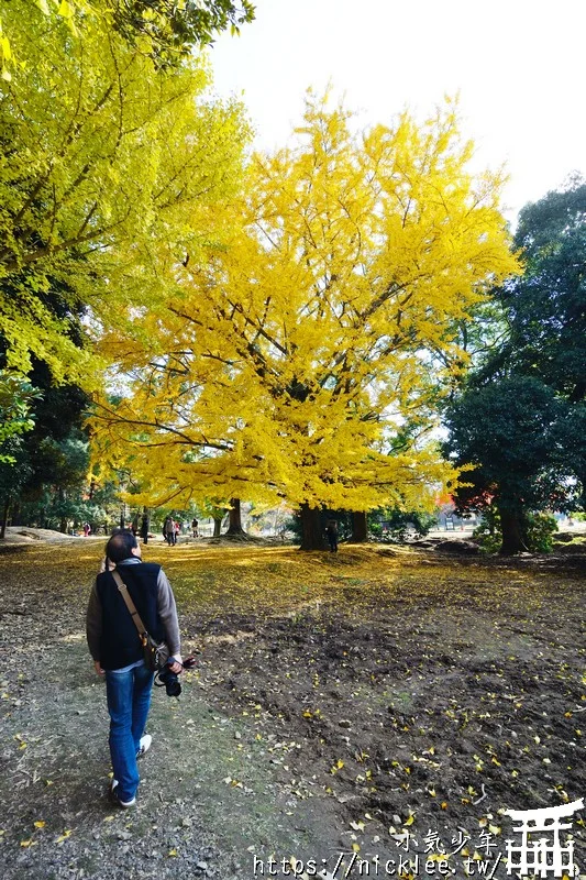 【奈良賞楓祕境】東大寺大佛池-鮮為人知的賞楓銀杏景點,可以拍小鹿與銀杏和楓葉的景點