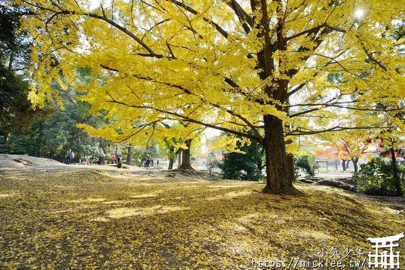 【奈良賞楓祕境】東大寺大佛池-鮮為人知的賞楓銀杏景點,可以拍小鹿與銀杏和楓葉的景點