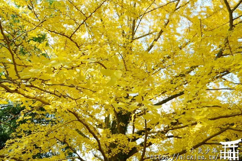 【奈良賞楓祕境】東大寺大佛池-鮮為人知的賞楓銀杏景點,可以拍小鹿與銀杏和楓葉的景點