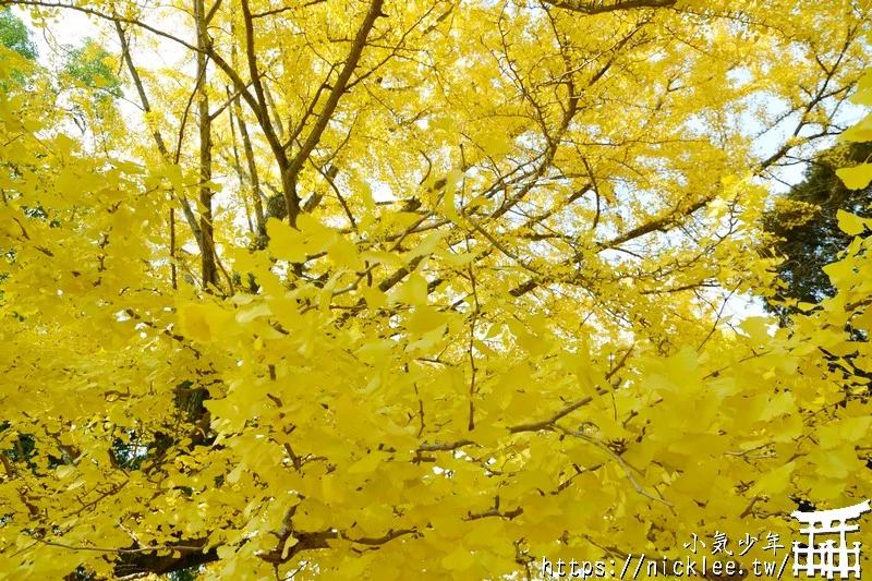 【奈良賞楓祕境】東大寺大佛池-鮮為人知的賞楓銀杏景點,可以拍小鹿與銀杏和楓葉的景點