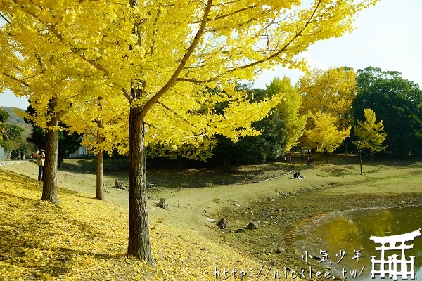 奈良鮮為人知的賞楓與銀杏景點-大佛池