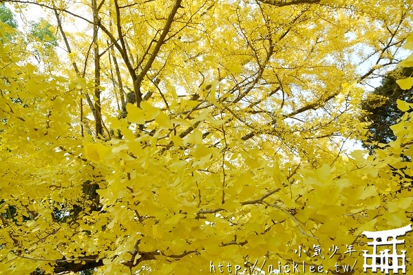 奈良鮮為人知的賞楓與銀杏景點-大佛池