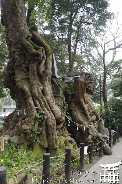 靜岡熱海的能量景點-來宮神社